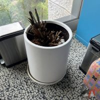 Lote 012 - Maceta con planta - Imagen 4