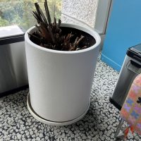 Lote 012 - Maceta con planta - Imagen 3