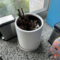 Lote 012 - Maceta con planta
