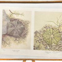 Lote 021 - Elvia Esparza Alvarado - Astrophytum myriostigma - Impresión digital sobre papel. 19/350 - Imagen 2