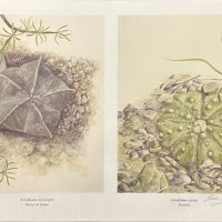 Lote 021 - Elvia Esparza Alvarado - Astrophytum myriostigma - Impresión digital sobre papel. 19/350